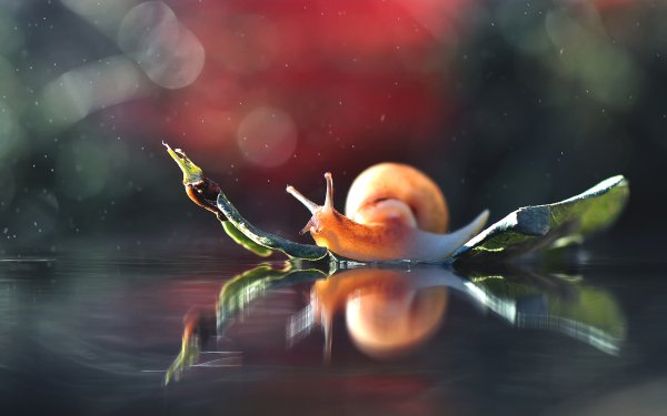 Animal Snail Macro Reflection HD Wallpaper | Background Image
