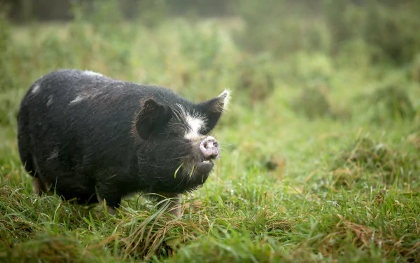 Animal pig HD Desktop Wallpaper | Background Image