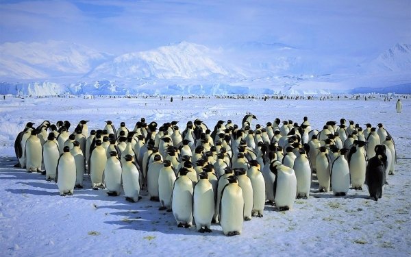 Animal Penguin Birds Penguins King Penguin Antarctica Snow Mountain Ice HD Wallpaper | Background Image