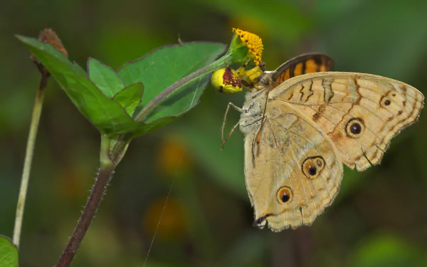  Crab Spider (Thomisus species) feeding a Peacock Pansy (Junonia almana) by Jee &amp; Rani Nature Photography