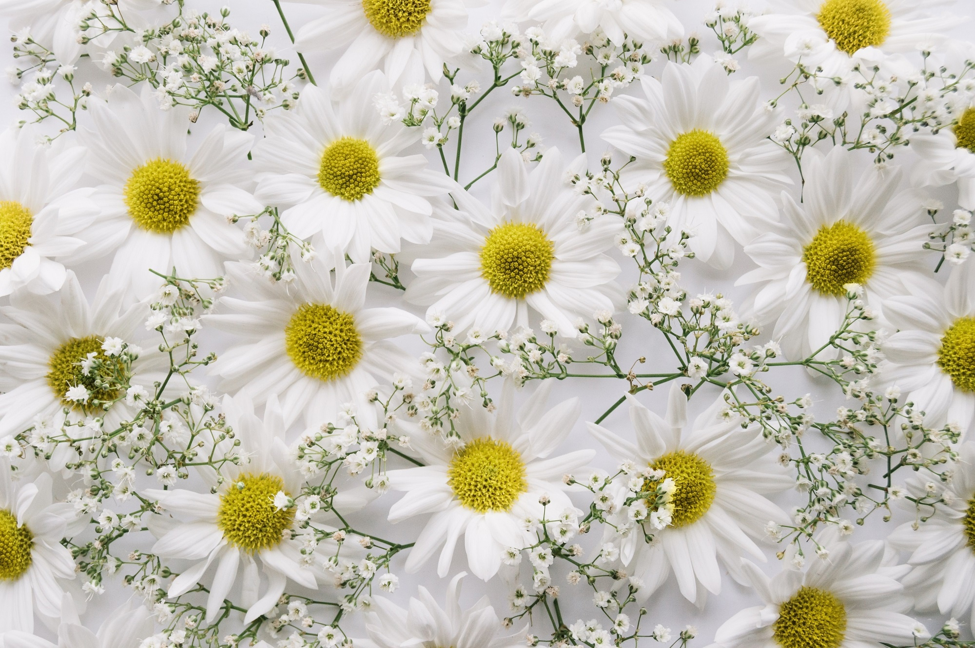 White Chrysanthemums and Baby's Breath