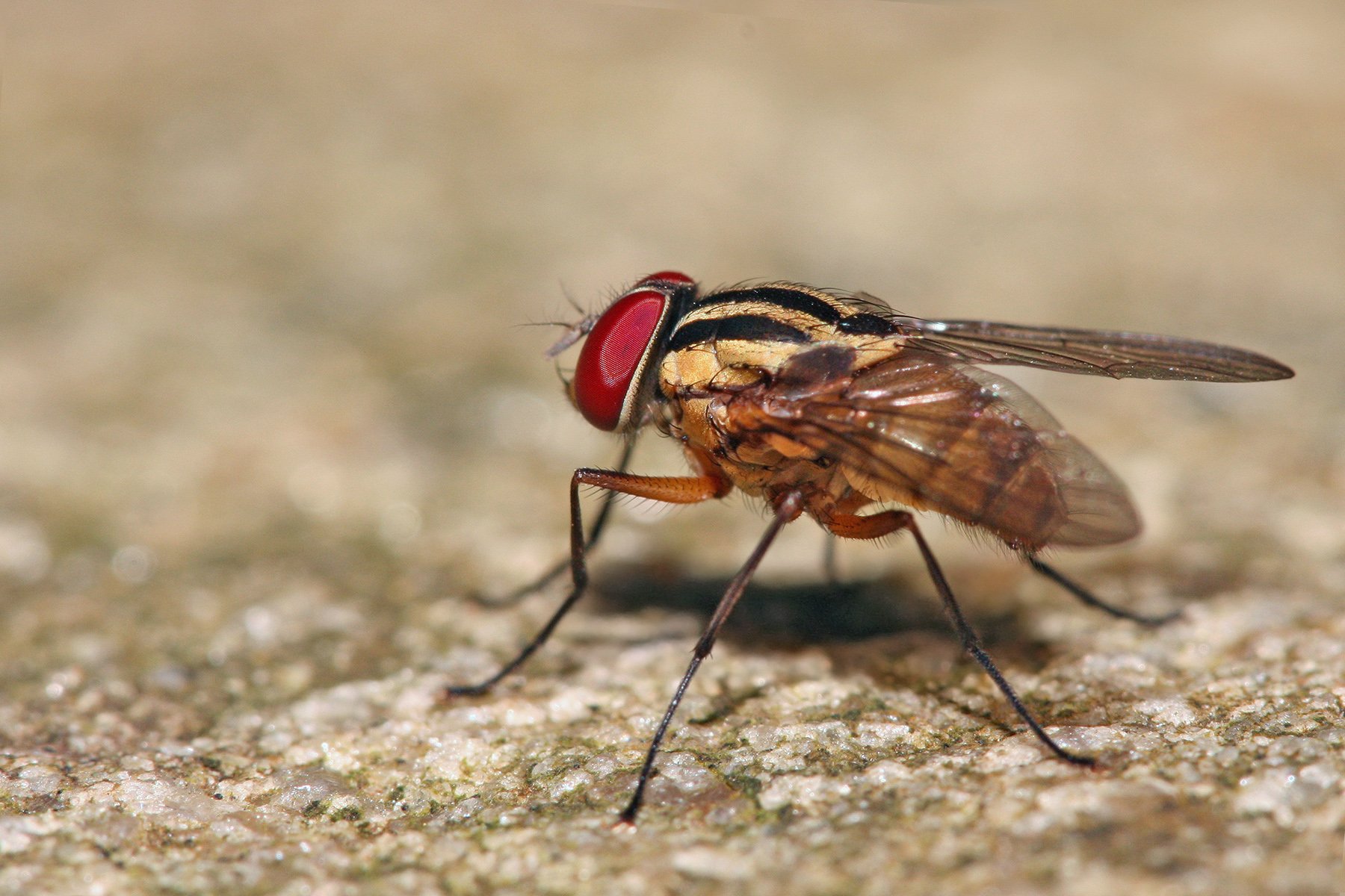 Download Animal Fly Wallpaper by Muhammad Mahdi Karim