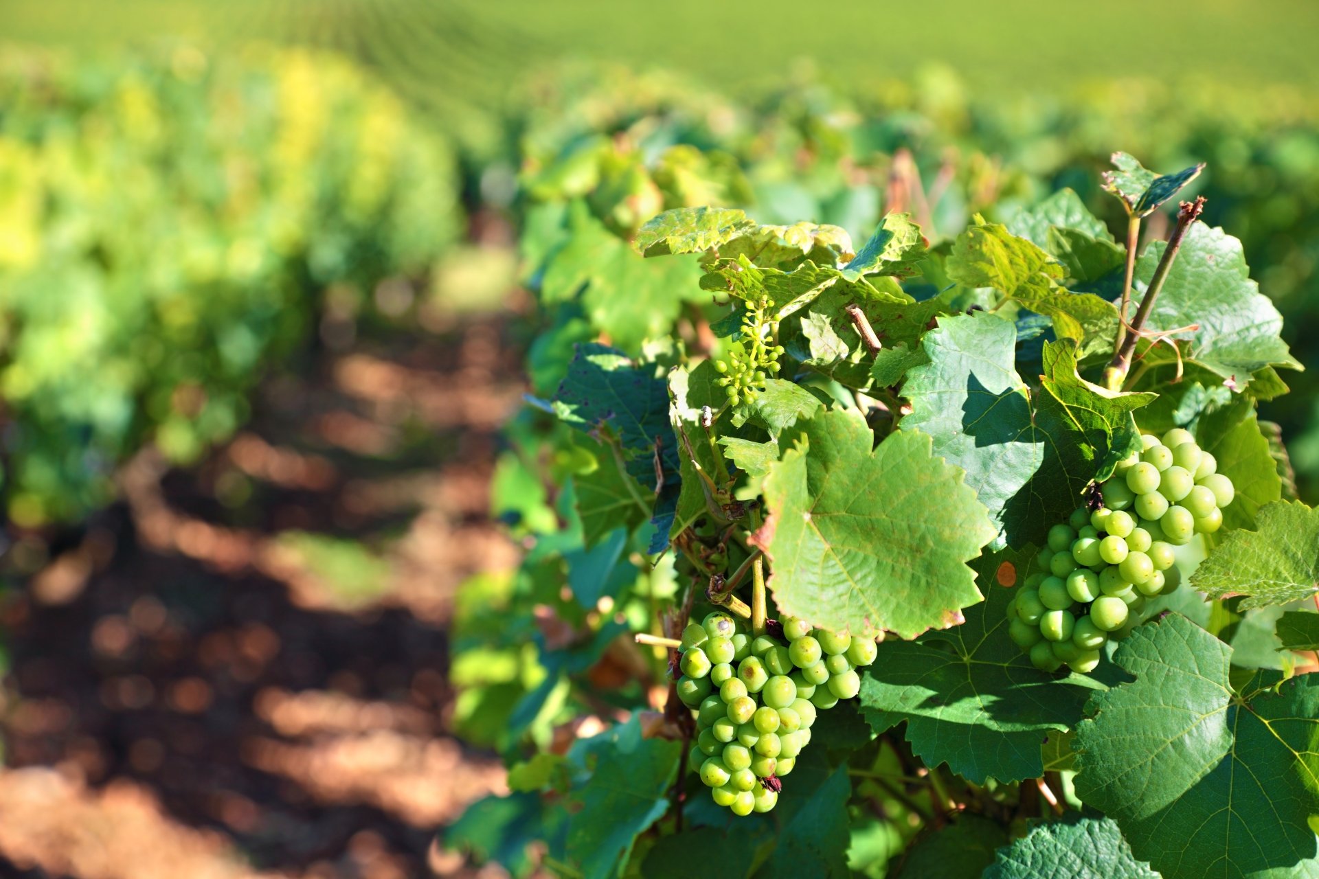 Close-up of green grapes growing on a vine in a sunlit vineyard, showcasing vibrant leaves and a blurred background with rich depth of field in 4K Ultra HD quality.