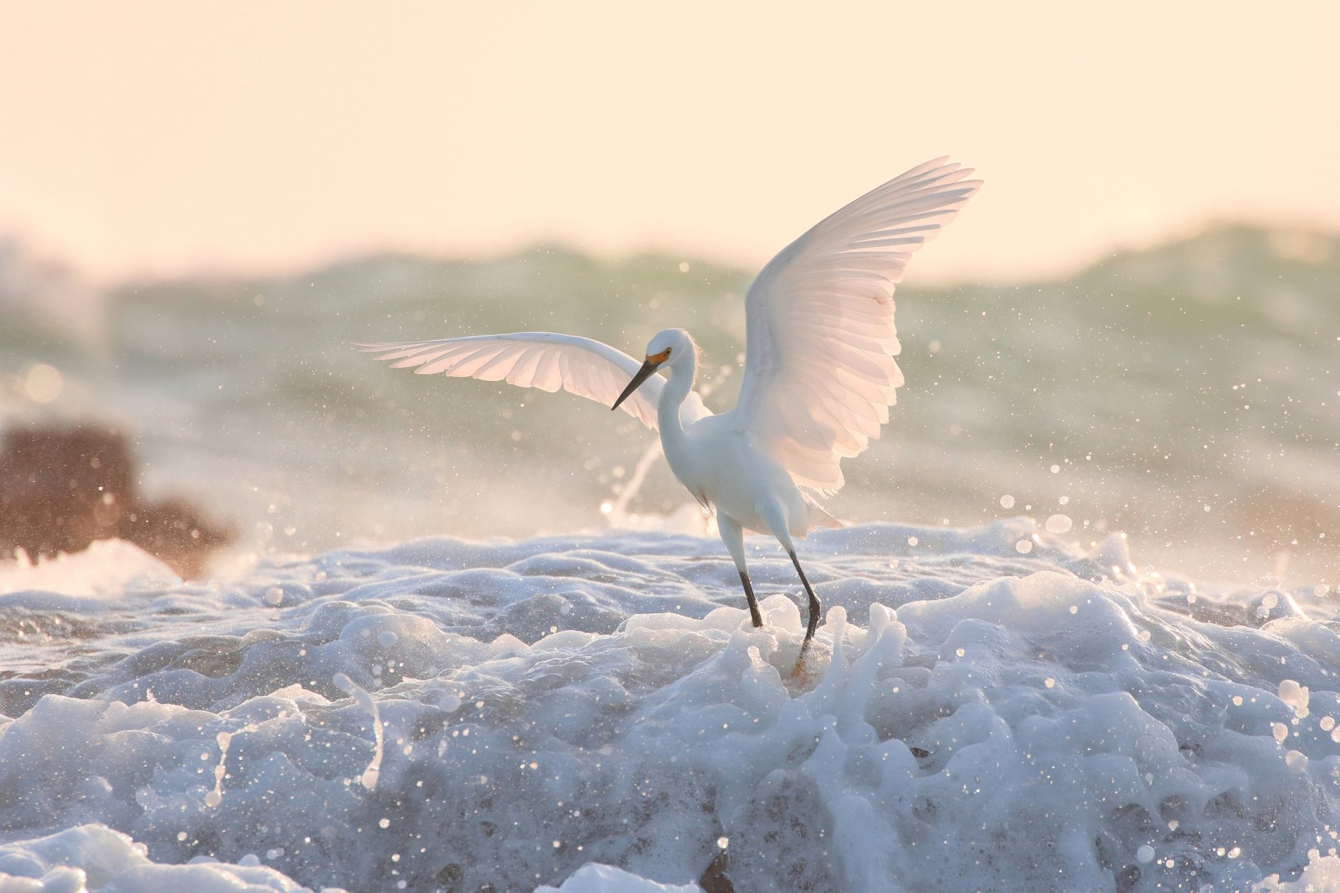 Download Water Foam Bird Animal Egret 4k Ultra HD Wallpaper