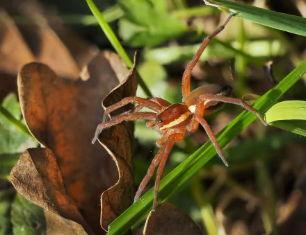  Wolf Spider (Lycosidae species) by Petar Milošević