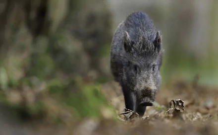 HD desktop wallpaper featuring a close-up of a boar with shallow depth of field, highlighting the animal against a softly blurred natural background.