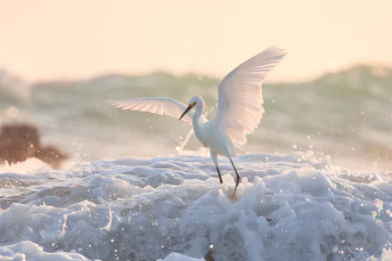 A graceful egret stands with wings spread amid foamy water, captured in stunning 4K Ultra HD detail against a soft, natural background.