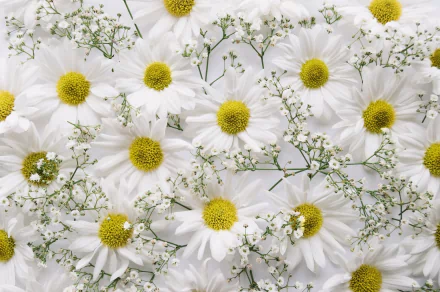 HD desktop wallpaper featuring a close-up of white chrysanthemums and delicate baby's breath flowers in a natural, vibrant arrangement.