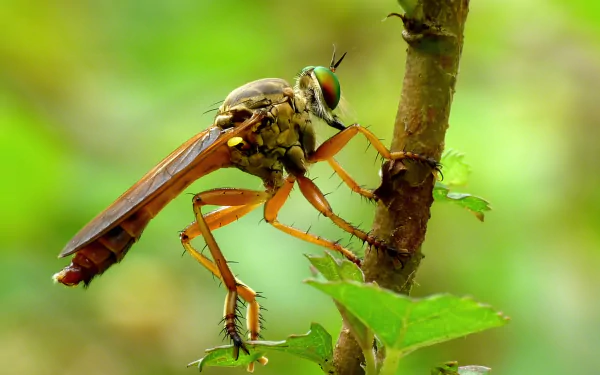  Robber Fly (Asilidae species) by Jee &amp; Rani Nature Photography