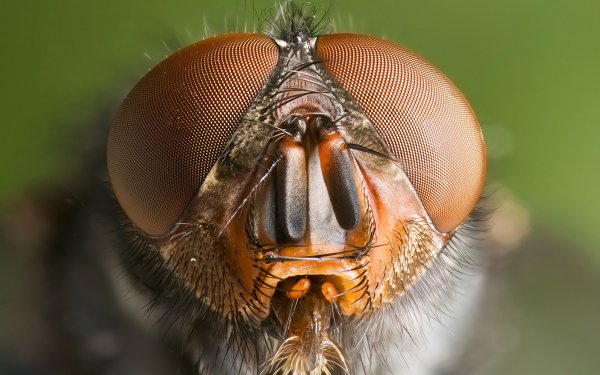Animal Fly Blowfly HD Wallpaper | Background Image