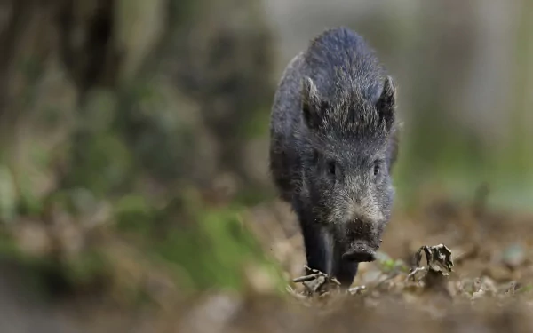 HD desktop wallpaper featuring a close-up of a boar with shallow depth of field, highlighting the animal against a softly blurred natural background.