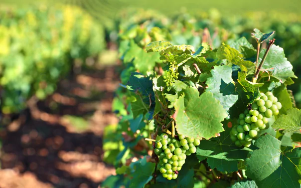 fruit vineyard depth of field food grapes HD Desktop Wallpaper | Background Image