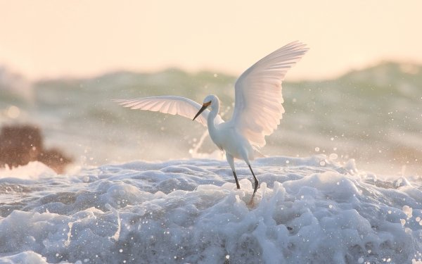 Animal Egret Birds Egrets Bird Foam Water HD Wallpaper | Background Image