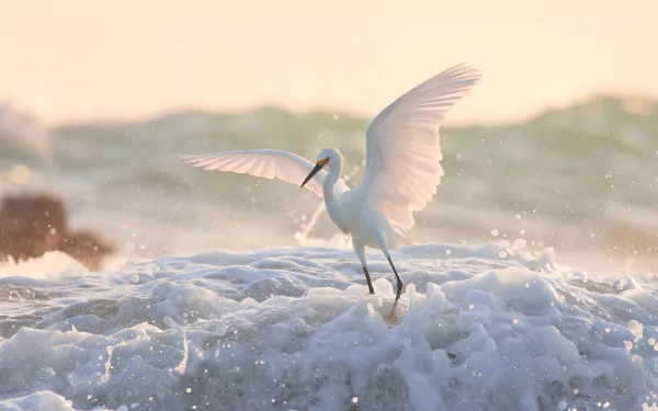 A graceful egret stands with wings spread amid foamy water, captured in stunning 4K Ultra HD detail against a soft, natural background.