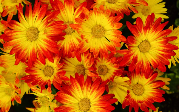 Vibrant chrysanthemums with fiery red and yellow petals create a striking nature scene, captured in high definition for a vivid PC desktop wallpaper.