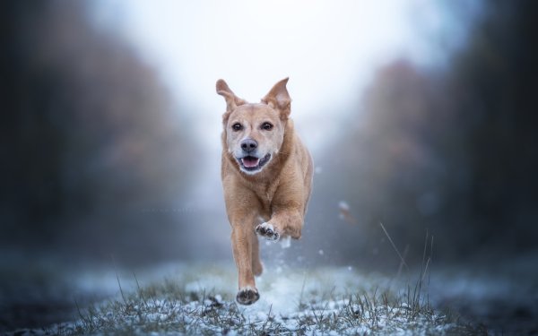 Animal Golden Retriever Dogs Dog Running Depth Of Field HD Wallpaper | Background Image