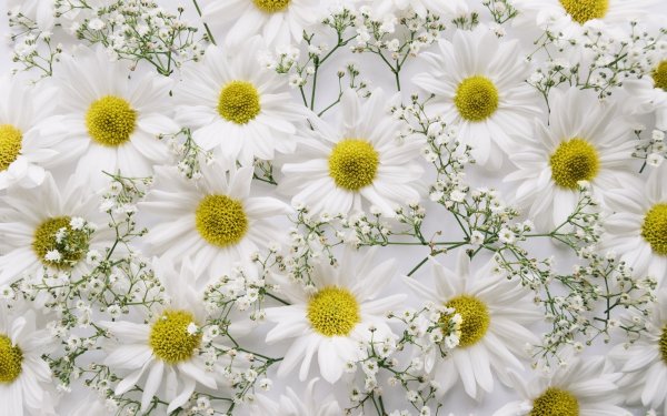 Earth Flower Flowers Chrysanthemum Baby's Breath White Flower HD Wallpaper | Background Image