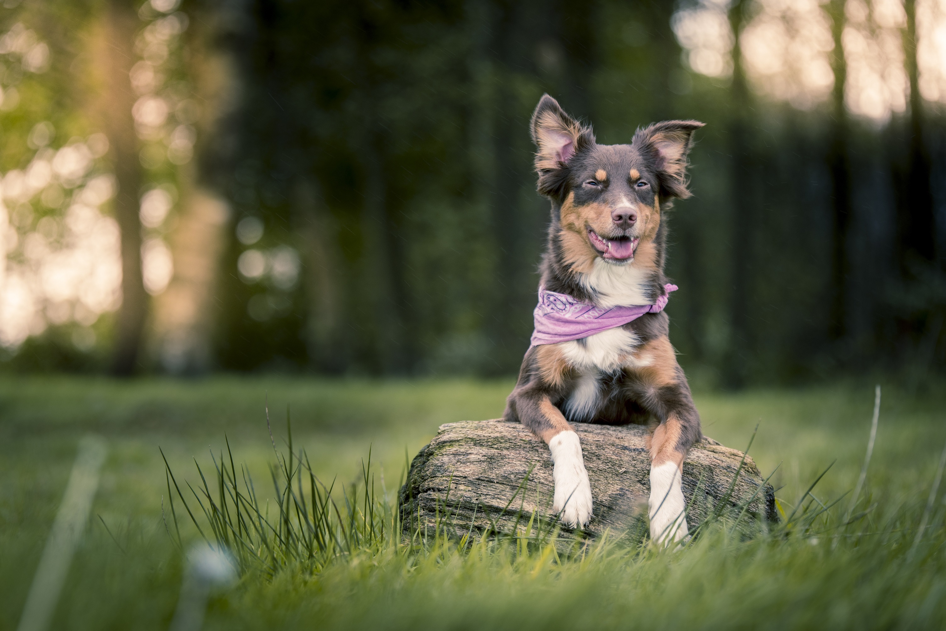 Cute Little Dog with Bandana by Andreas D.