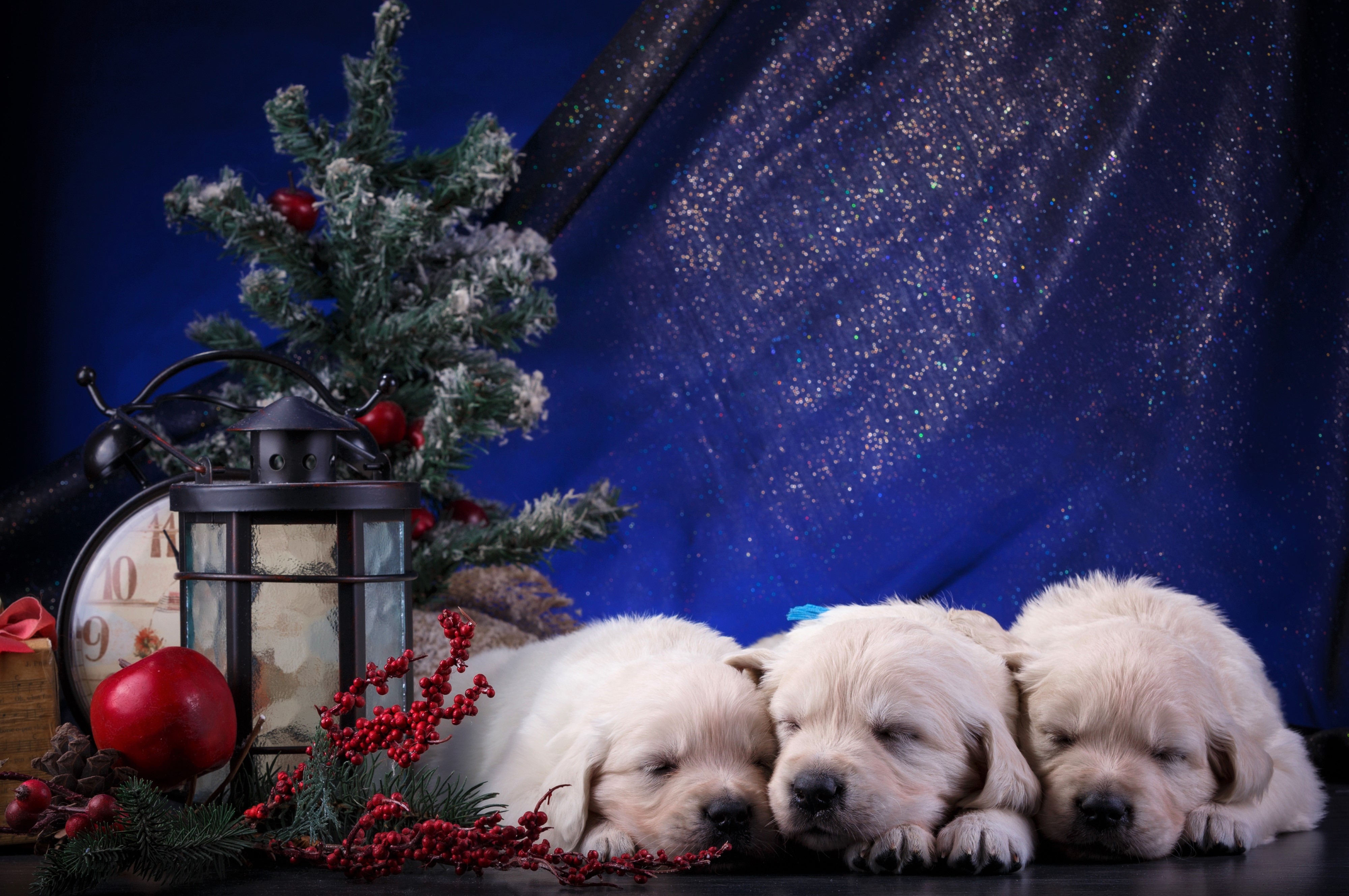 Sleeping Puppies at Christmastime