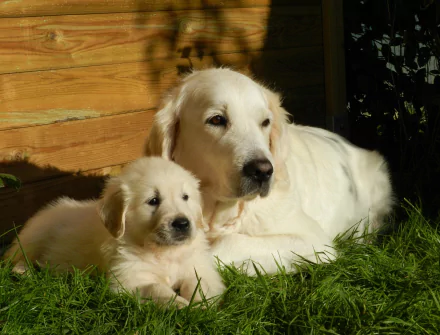 HD desktop wallpaper featuring a lying down golden retriever dog and puppy resting on grass by a wooden fence.