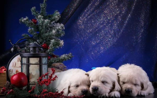 4K Ultra HD desktop wallpaper of three sleeping golden retriever puppies beside Christmas decorations and a lantern on a sparkly blue background.