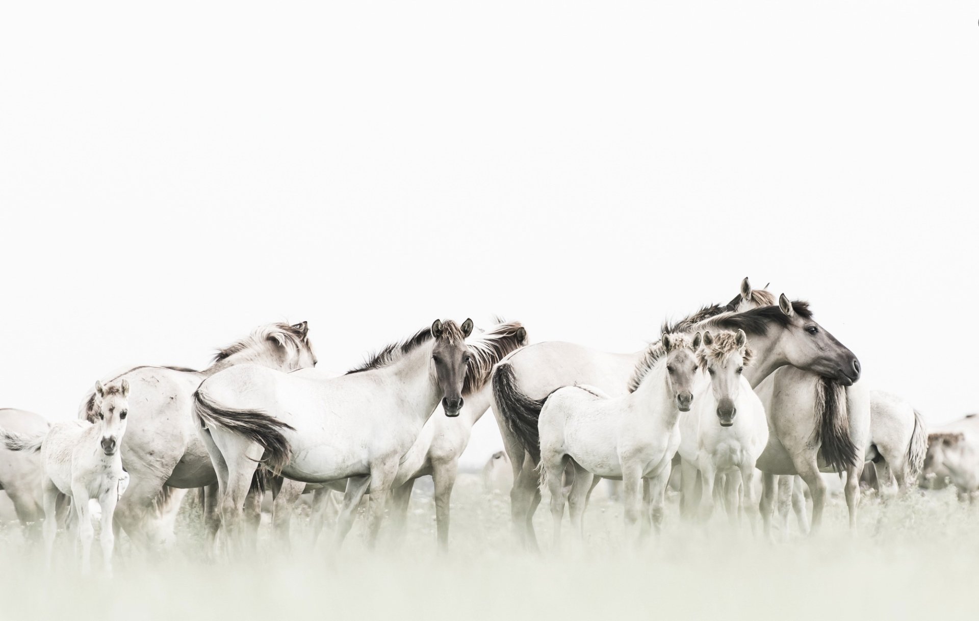 HD desktop wallpaper featuring a serene group of white horses and foals standing softly against a light background, capturing the gentle beauty of baby animals.