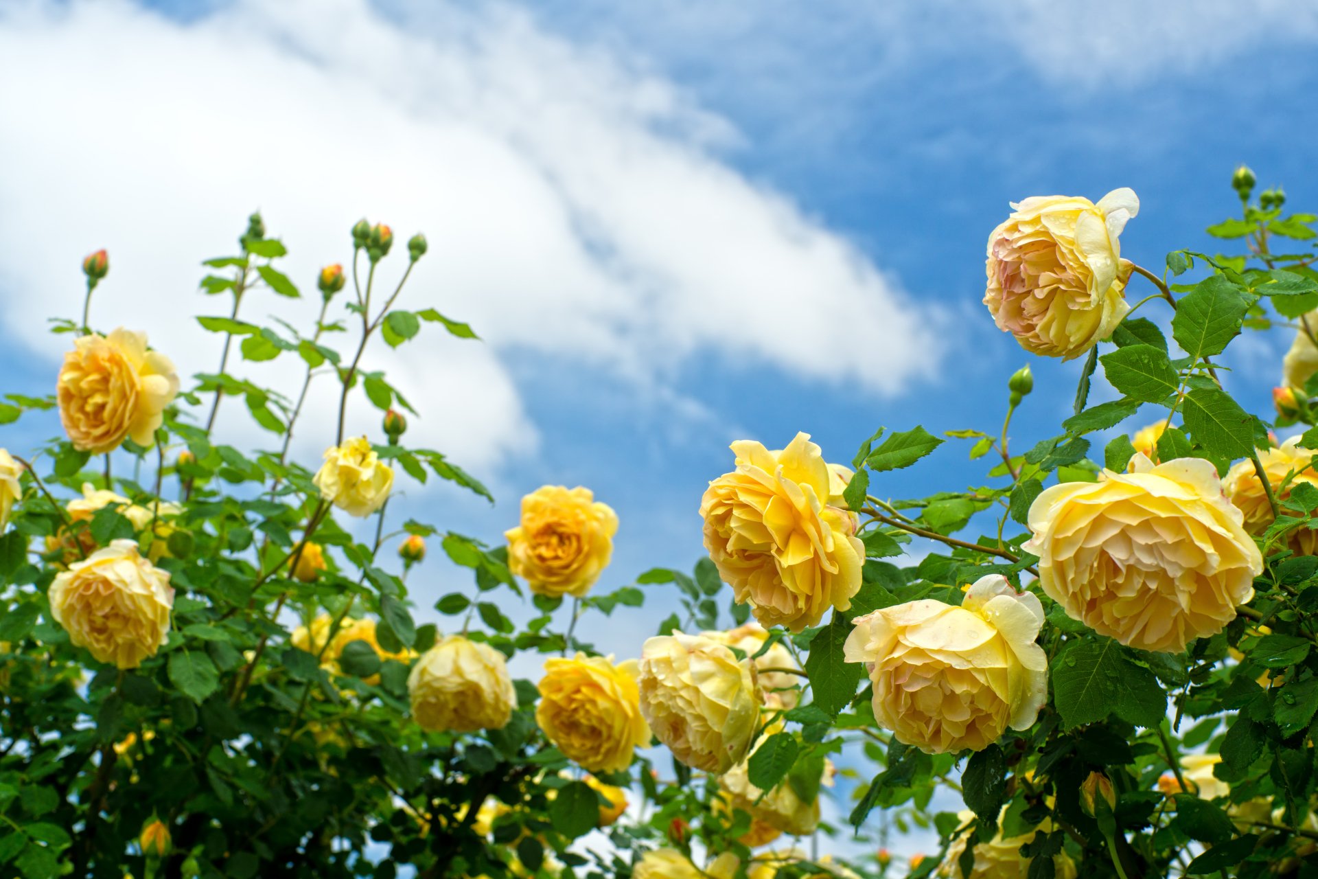 Vibrant yellow roses bloom on a lush rose bush beneath a bright blue sky with soft clouds, captured in stunning 4K Ultra HD for a nature-inspired desktop wallpaper.