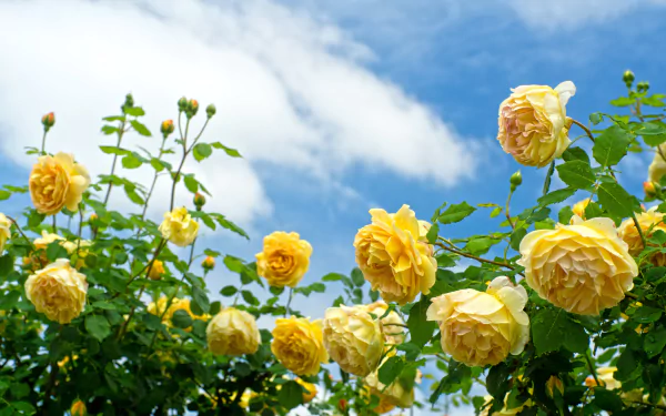 Vibrant yellow roses bloom on a lush rose bush beneath a bright blue sky with soft clouds, captured in stunning 4K Ultra HD for a nature-inspired desktop wallpaper.