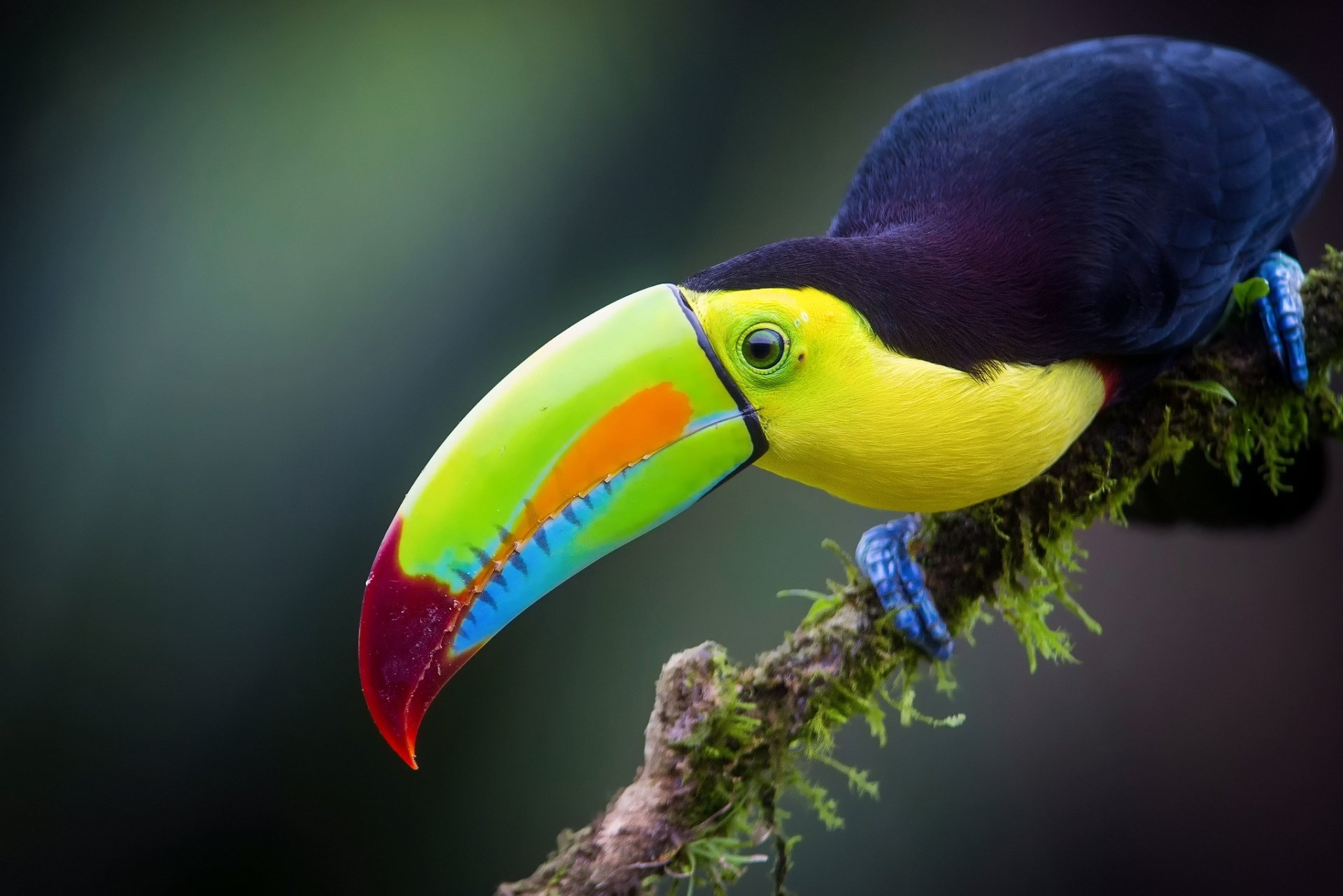 Download Beak Bird Animal Toucan HD Wallpaper