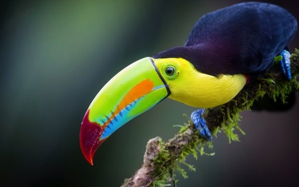 Animal Toucan Birds Toucans Bird Beak HD Wallpaper | Background Image