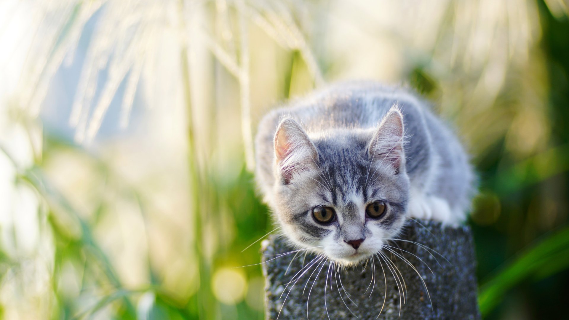 A gray and white cat with striking eyes perched on a post, captured with a shallow depth of field in vibrant 4K Ultra HD quality.