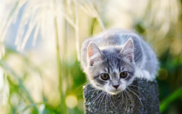 A gray and white cat with striking eyes perched on a post, captured with a shallow depth of field in vibrant 4K Ultra HD quality.