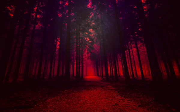 HD desktop wallpaper of a mystical red-lit forest pathway, showcasing an artistic depiction of nature with towering trees and a mysterious ambiance.