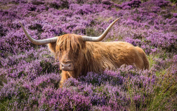 A Highland cow resting amid vibrant purple lavender flowers, creating a striking HD desktop wallpaper background.