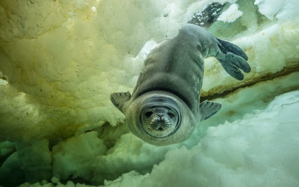 Animal Seal Seals Ice Frozen Water HD Wallpaper | Background Image
