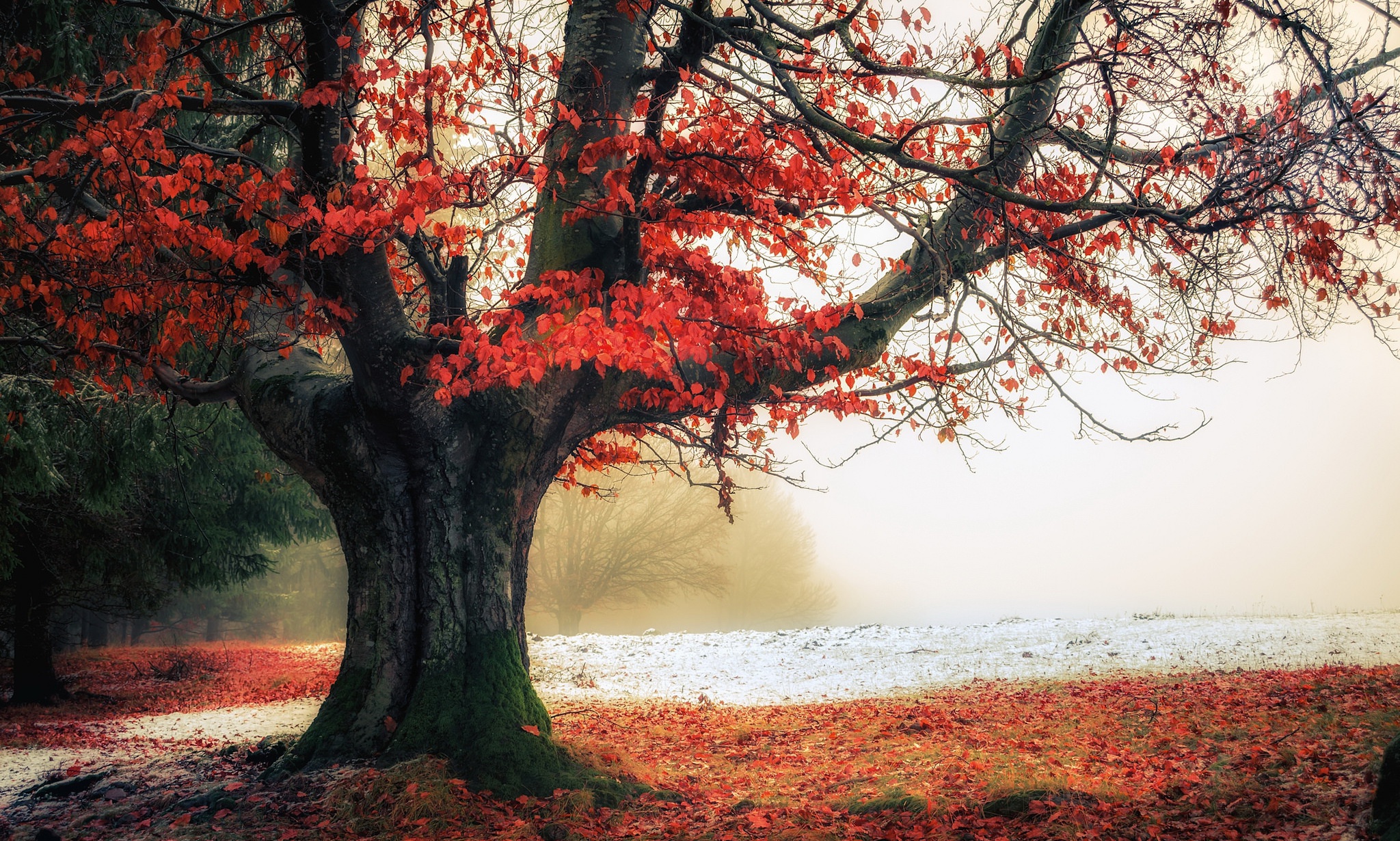 Download Fall Fog Nature Tree Hd Wallpaper