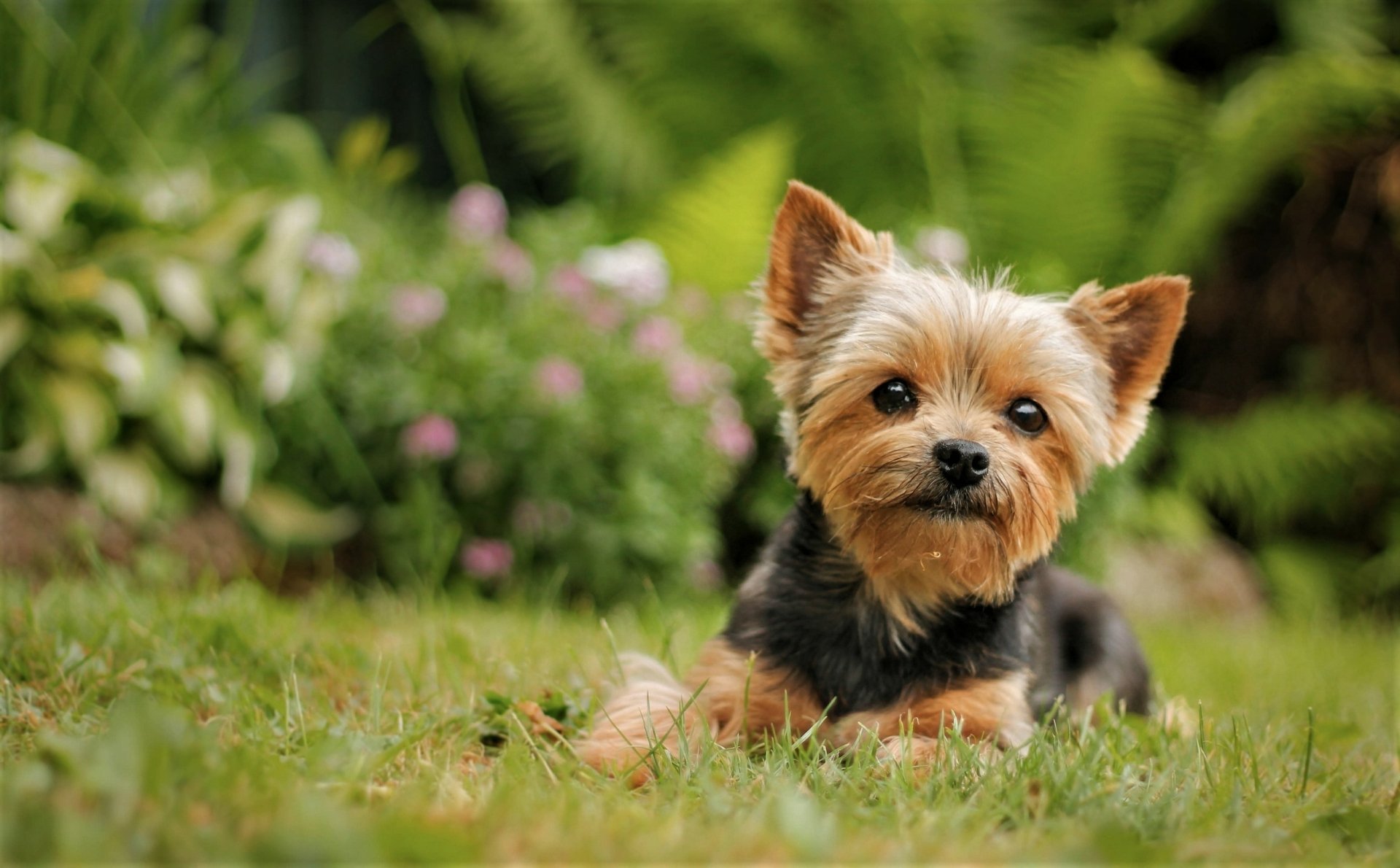Download Grass Cute Dog Animal Yorkshire Terrier  HD Wallpaper