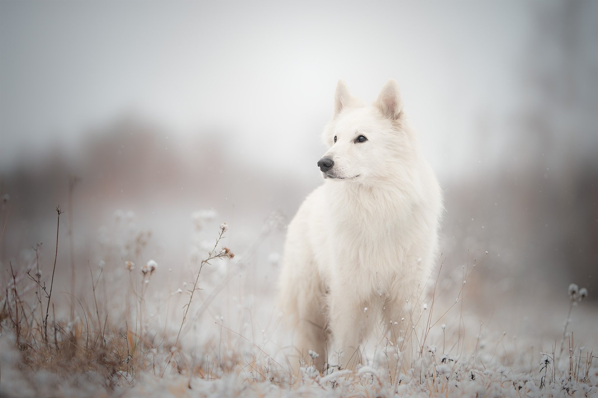 White Swiss Shepherd standing in a snowy field, captured in high definition for a PC desktop wallpaper and background.