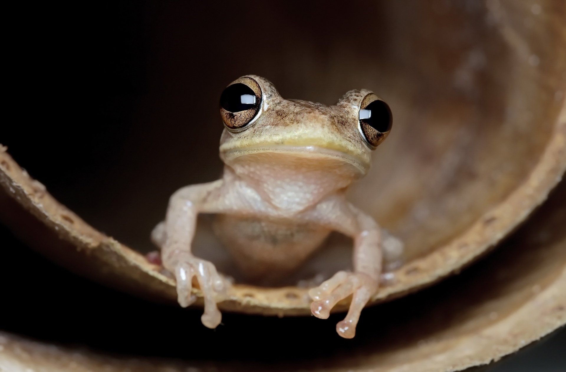 Download Close-up Amphibian Animal Frog HD Wallpaper | 1920x1263 ...