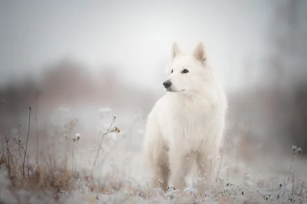 White Swiss Shepherd standing in a snowy field, captured in high definition for a PC desktop wallpaper and background.