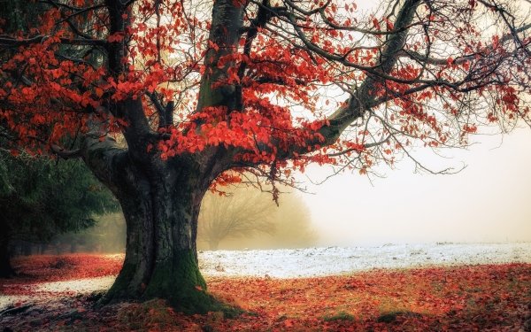 Earth Tree Trees Nature Fog Fall HD Wallpaper | Background Image