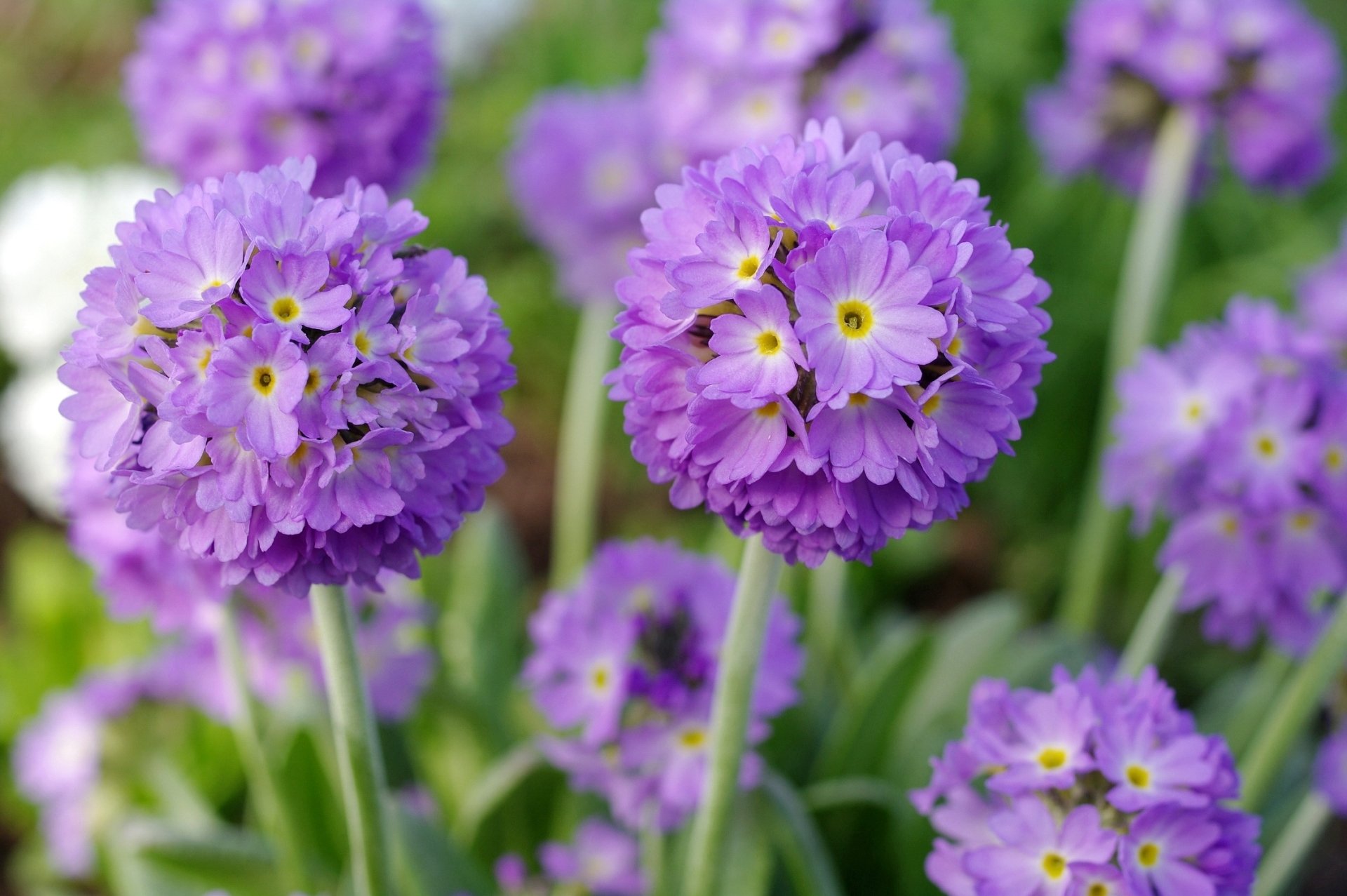Download Purple Flower Flower Nature Primula HD Wallpaper