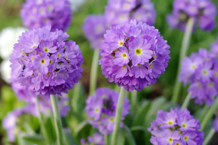 purple flower flower nature primula HD Desktop Wallpaper | Background Image