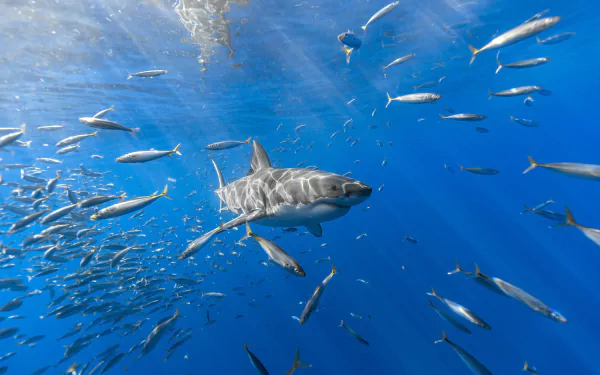 An underwater scene showcasing a shark swimming among a school of fish, capturing the vibrant essence of sea life in a stunning HD wallpaper.