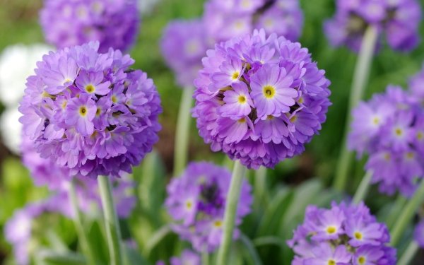 Earth Primula Flowers Nature Flower Purple Flower HD Wallpaper | Background Image