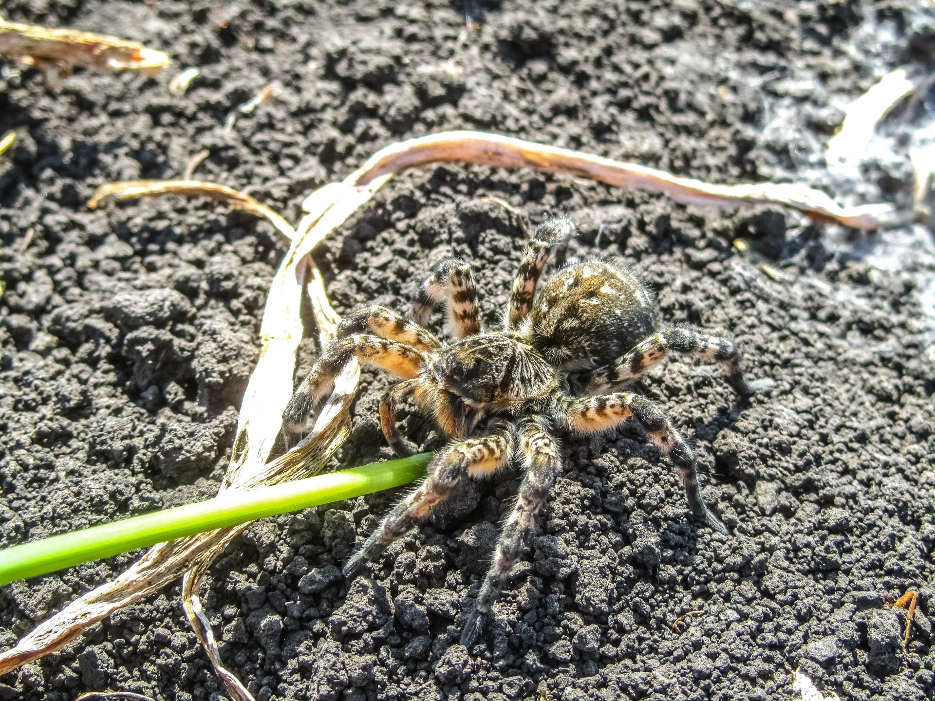 Download Animal Spider 4k Ultra HD Wallpaper by Vergilius