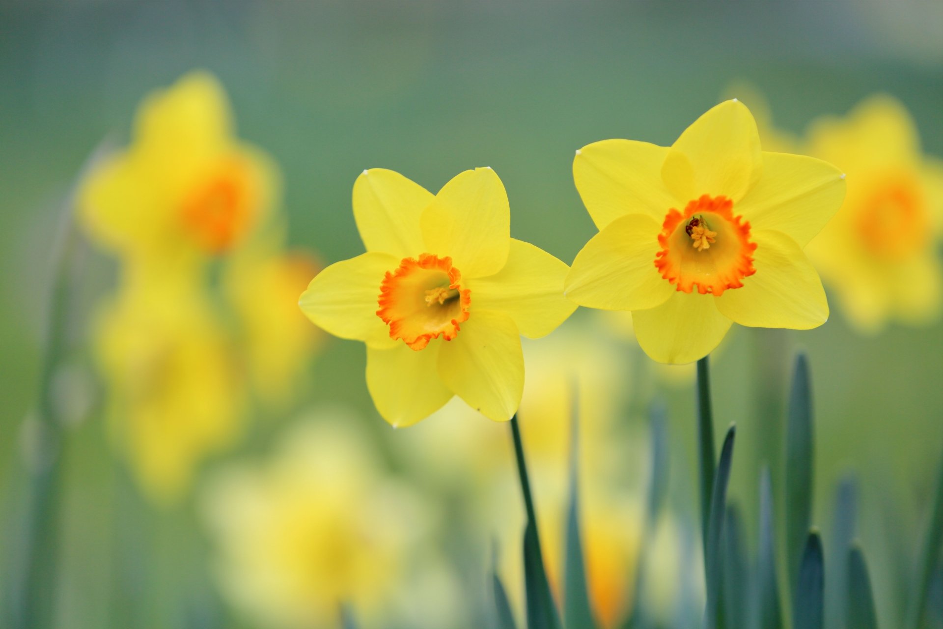 Close-up of vibrant yellow daffodils blooming in summer, captured in a detailed 4K Ultra HD PC desktop wallpaper showcasing nature's beauty.