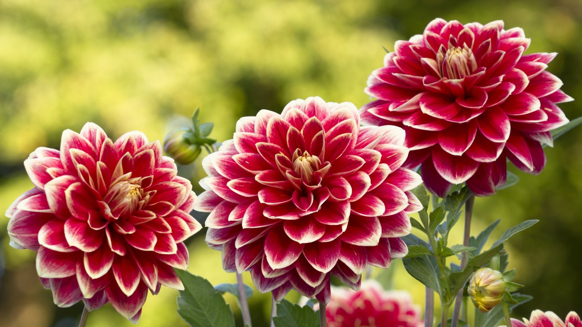 Download Pink Flower Flower Nature Dahlia 4k Ultra HD Wallpaper