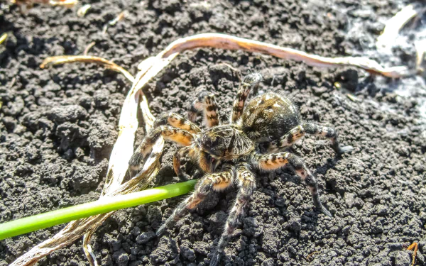 Animal spider HD Desktop Wallpaper | Background Image