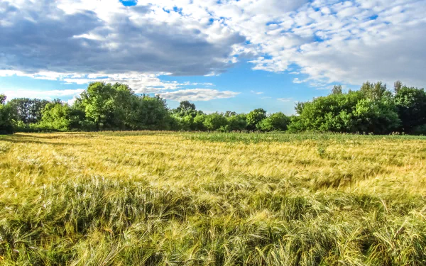 nature wheat HD Desktop Wallpaper | Background Image